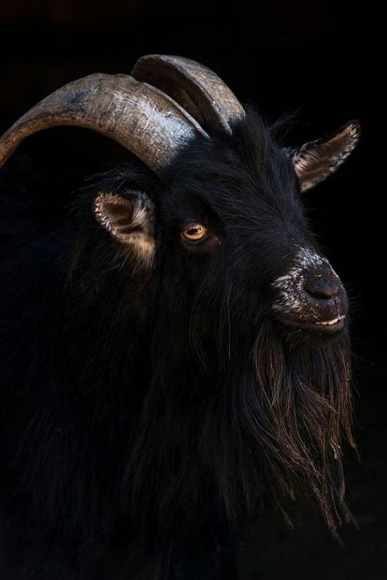 The Power of Horns & Satan as The Horned God of Antiquity